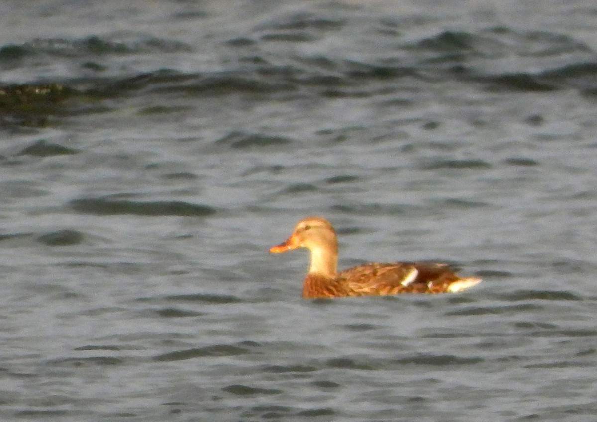 Boz Ördek - ML647267138