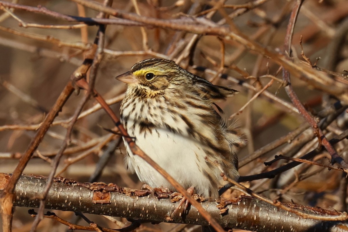 Пасовник савановий - ML647267140