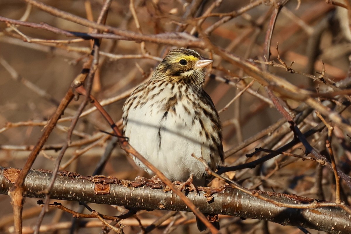 Пасовник савановий - ML647267141