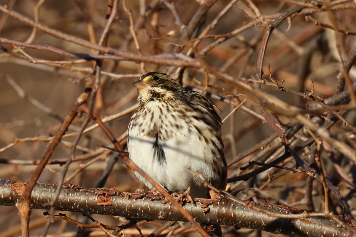 Пасовник савановий - ML647267142