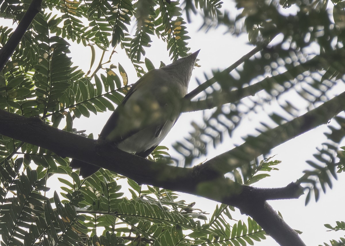 American Redstart - ML647267157