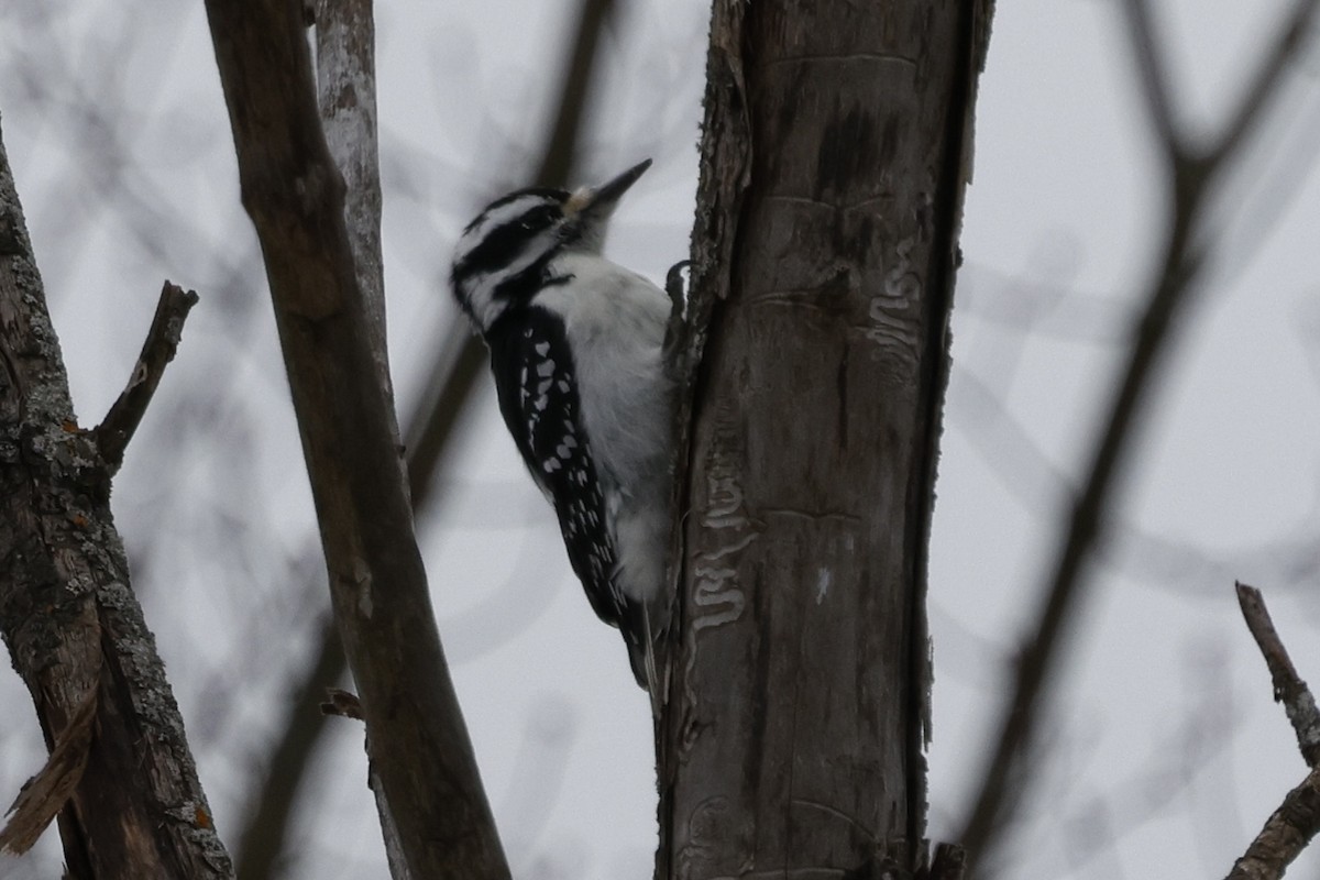 Hairy Woodpecker - ML647267165