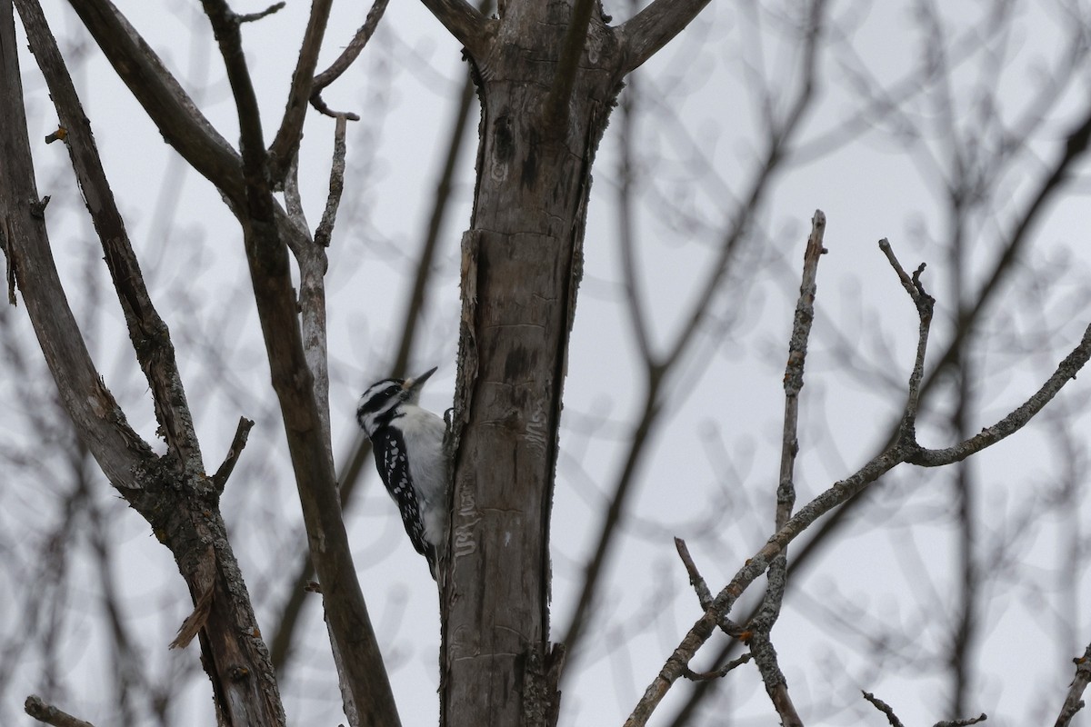 Hairy Woodpecker - ML647267166