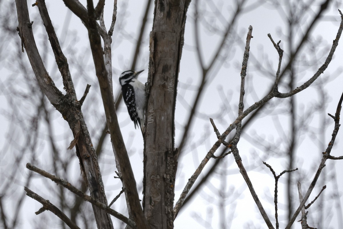 Hairy Woodpecker - ML647267167