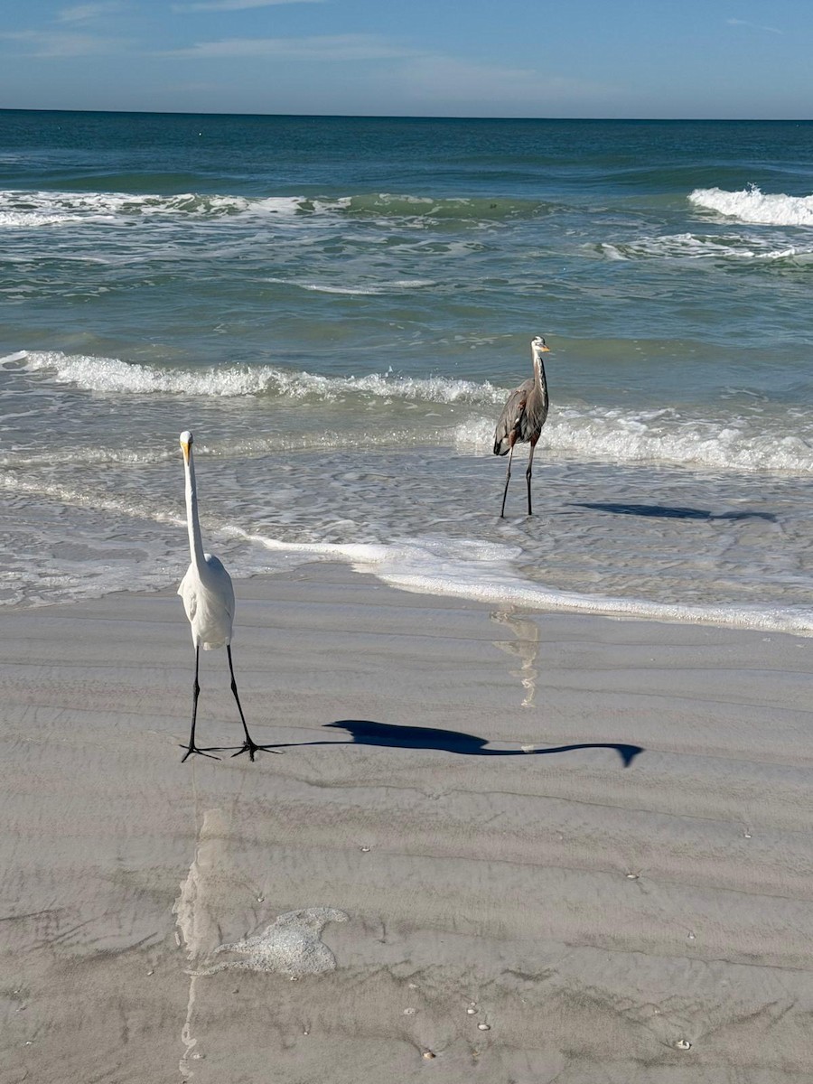 Great Egret - ML647267170