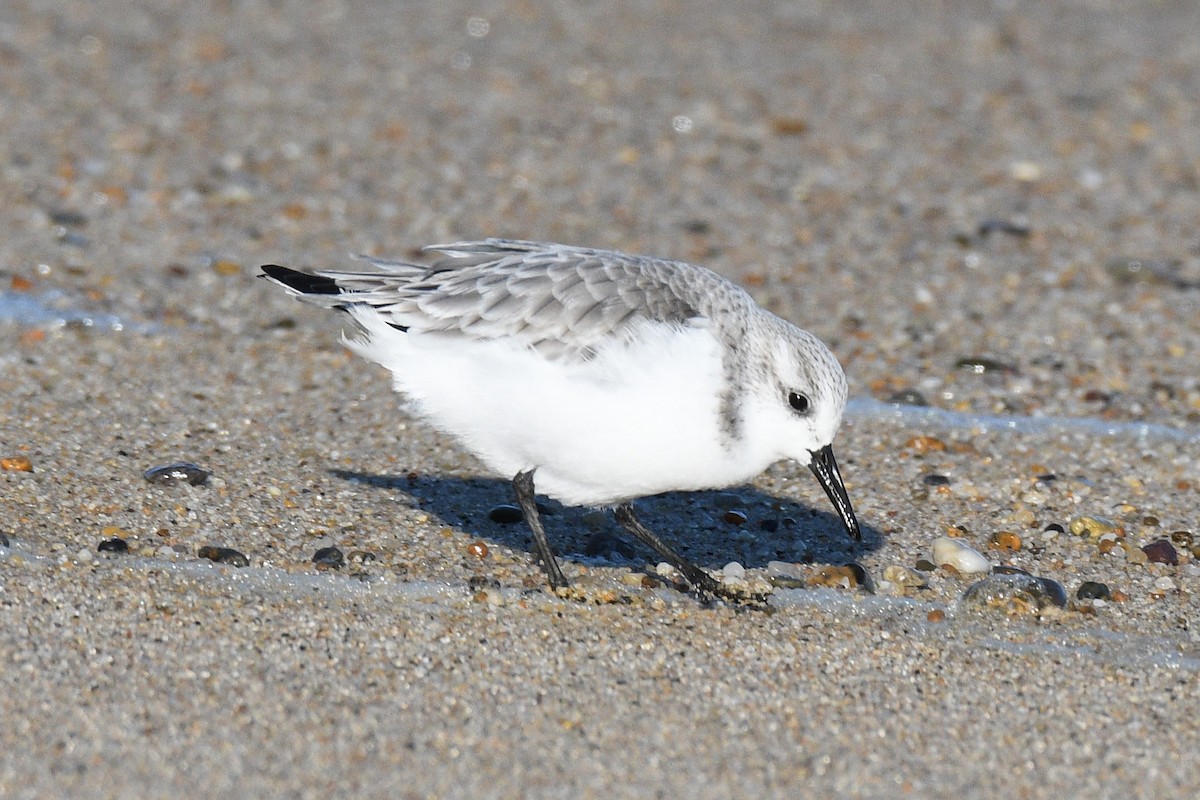 Sanderling - ML647267178