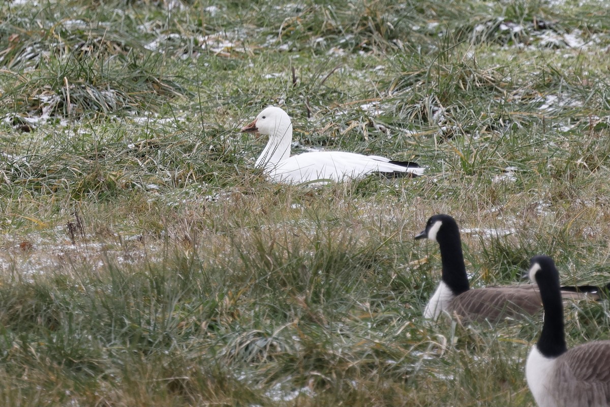 Цасны галуу - ML647267187