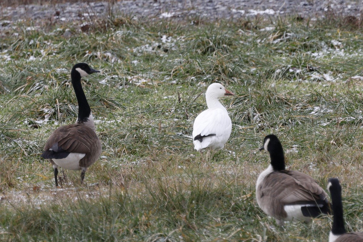 Цасны галуу - ML647267188