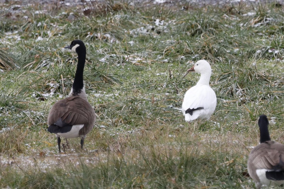 Цасны галуу - ML647267189