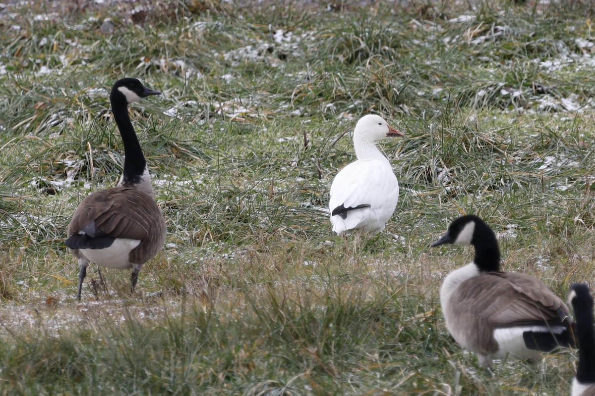 Цасны галуу - ML647267190