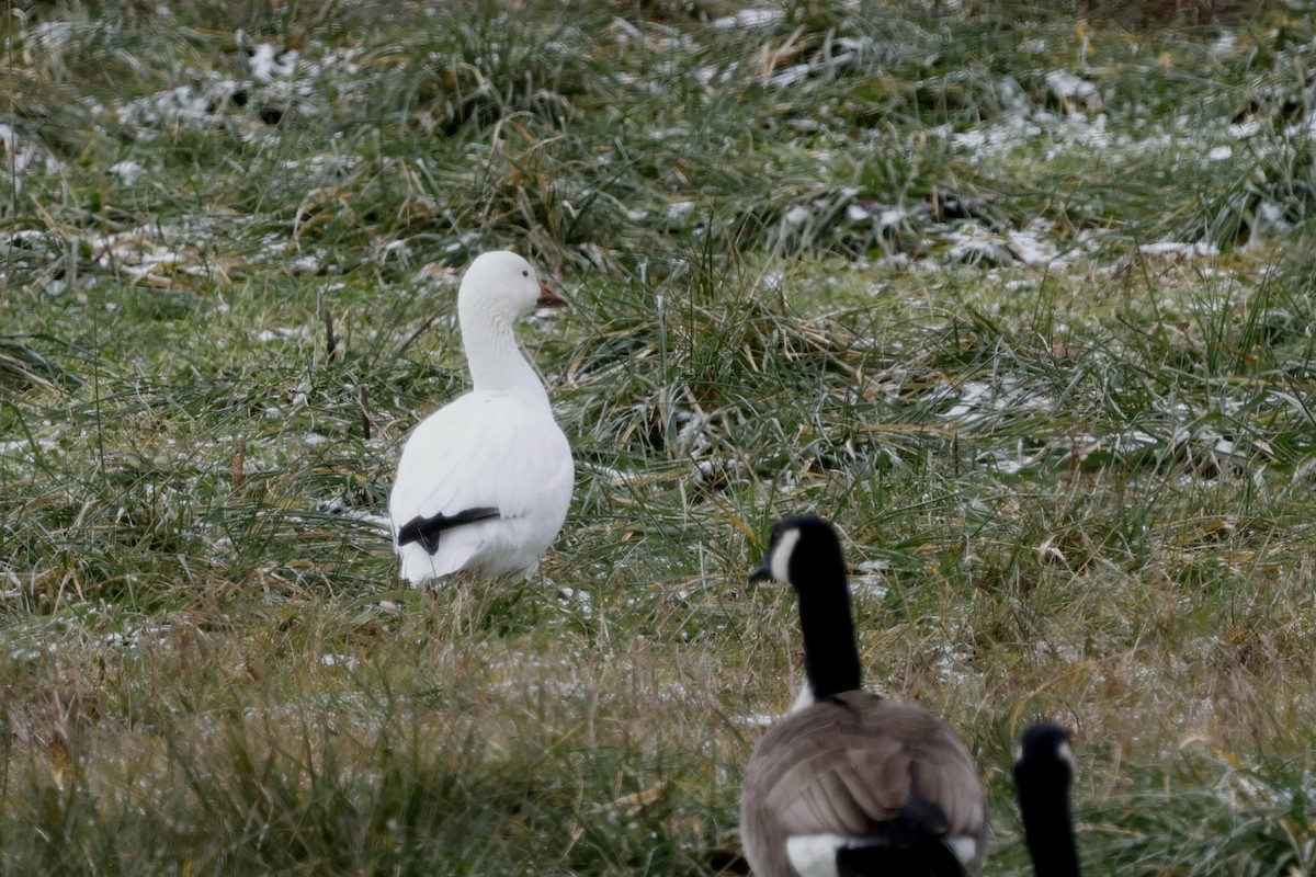 Цасны галуу - ML647267191
