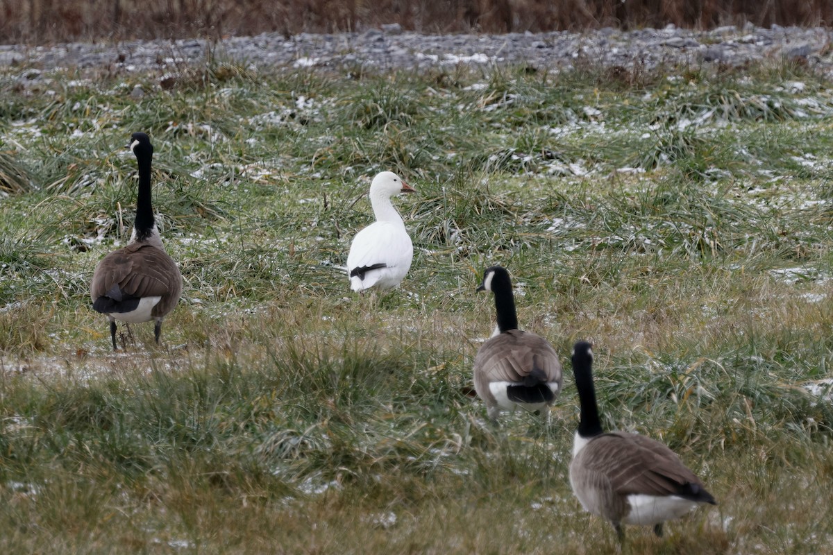 Цасны галуу - ML647267192