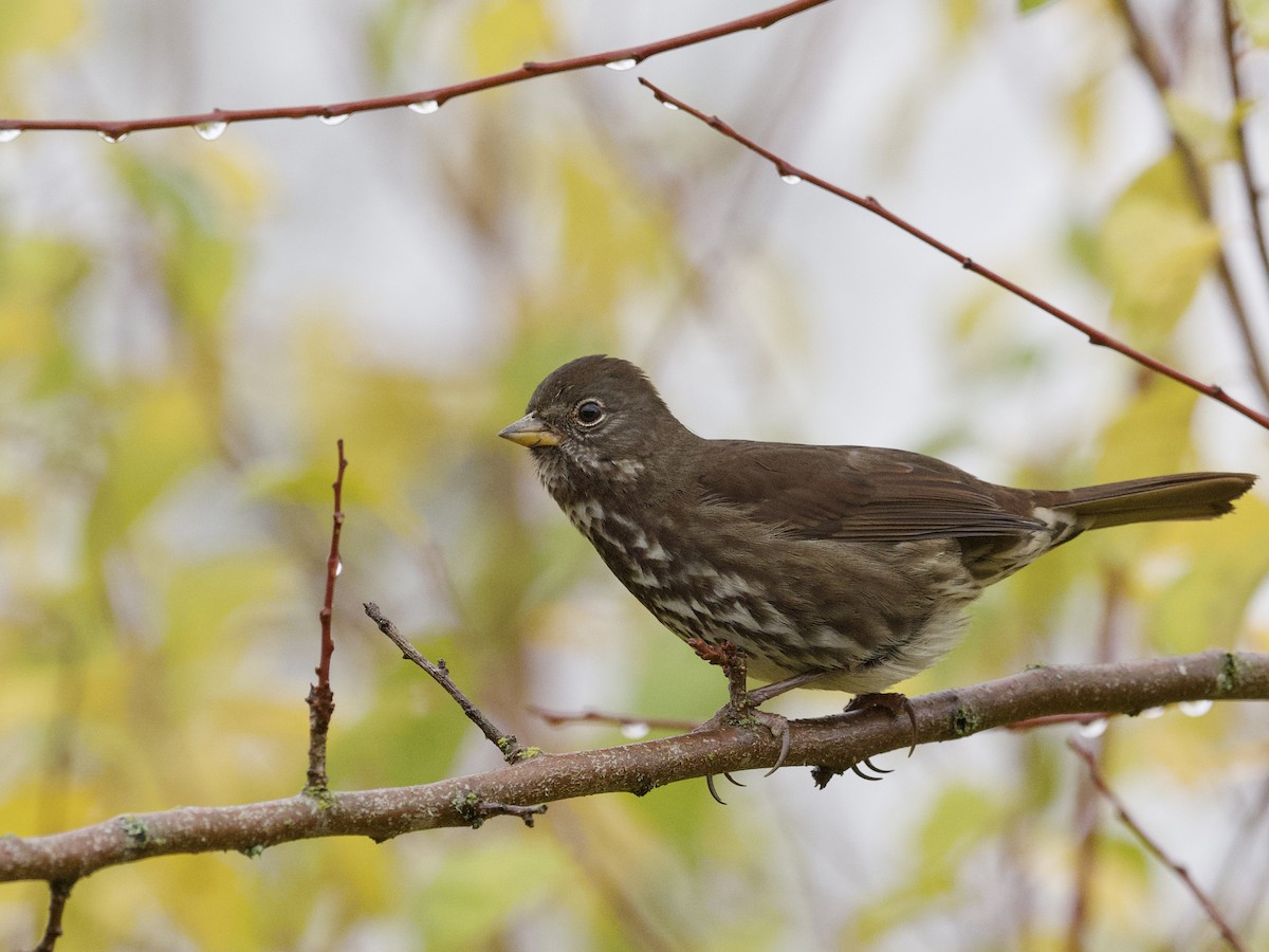 Fox Sparrow (Sooty) - ML647267194