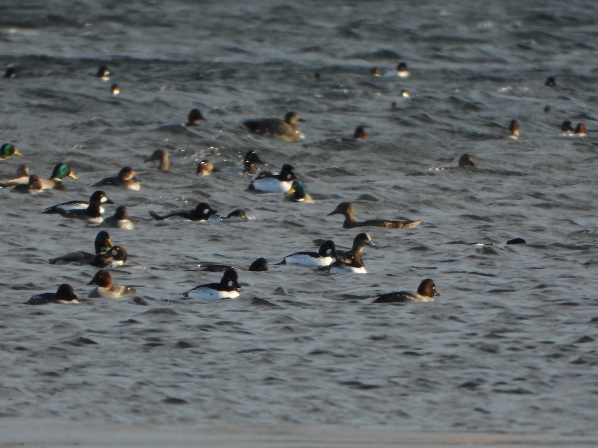 hvízdák americký - ML647267195