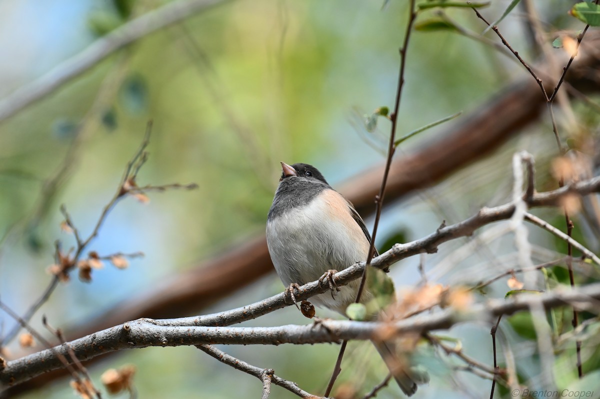 Dark-eyed Junco - ML647267223