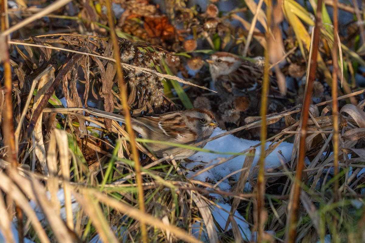 American Tree Sparrow - ML647267226