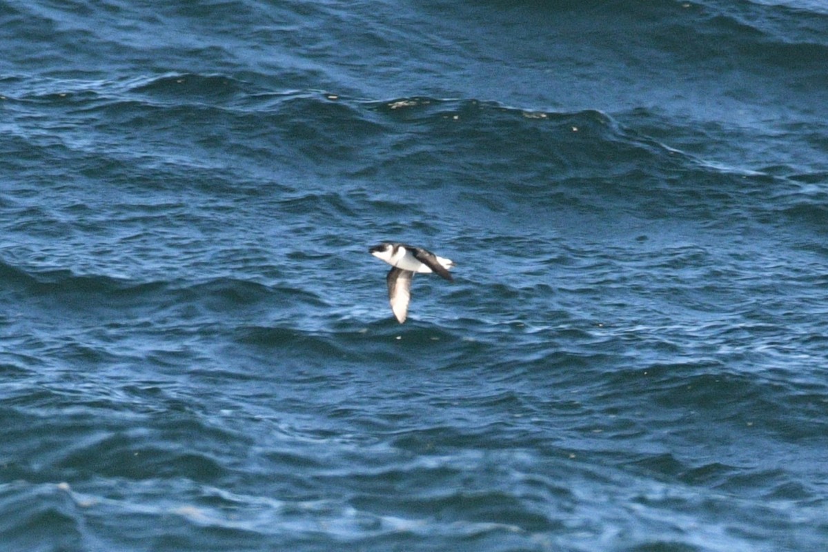 Dovekie - ML647267230