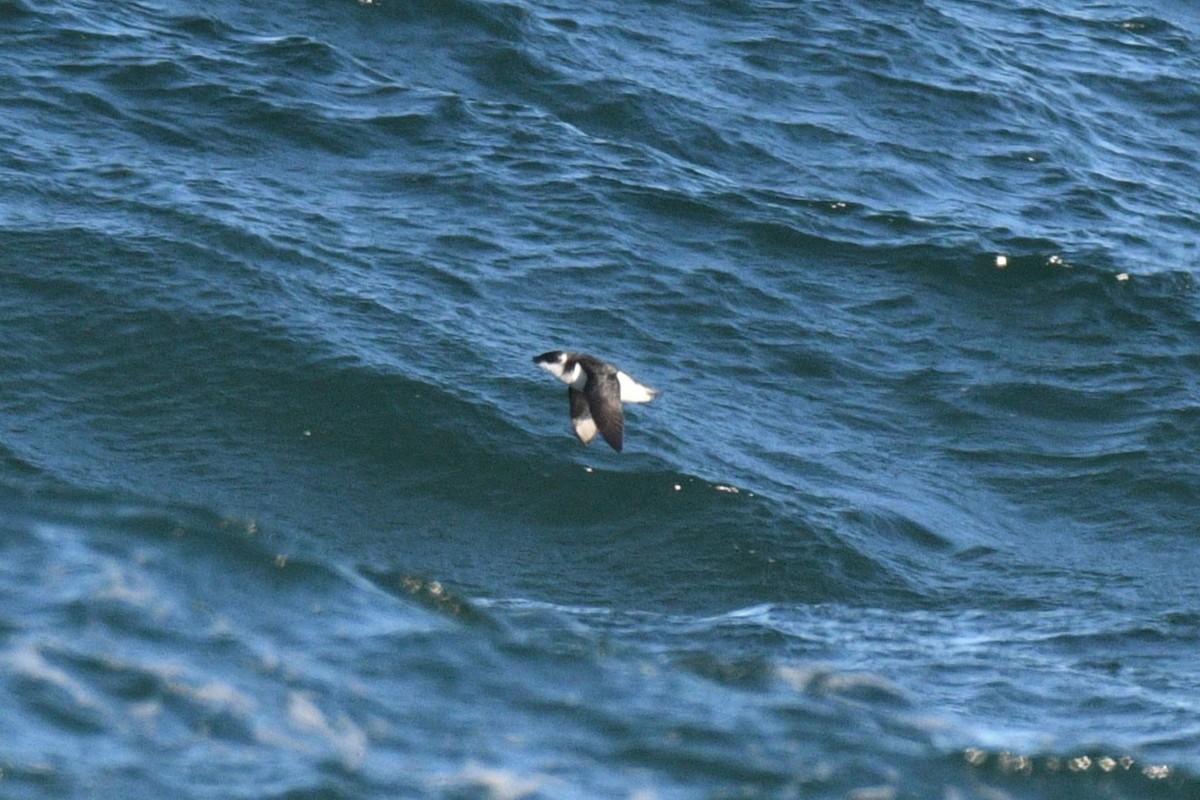 Dovekie - ML647267231