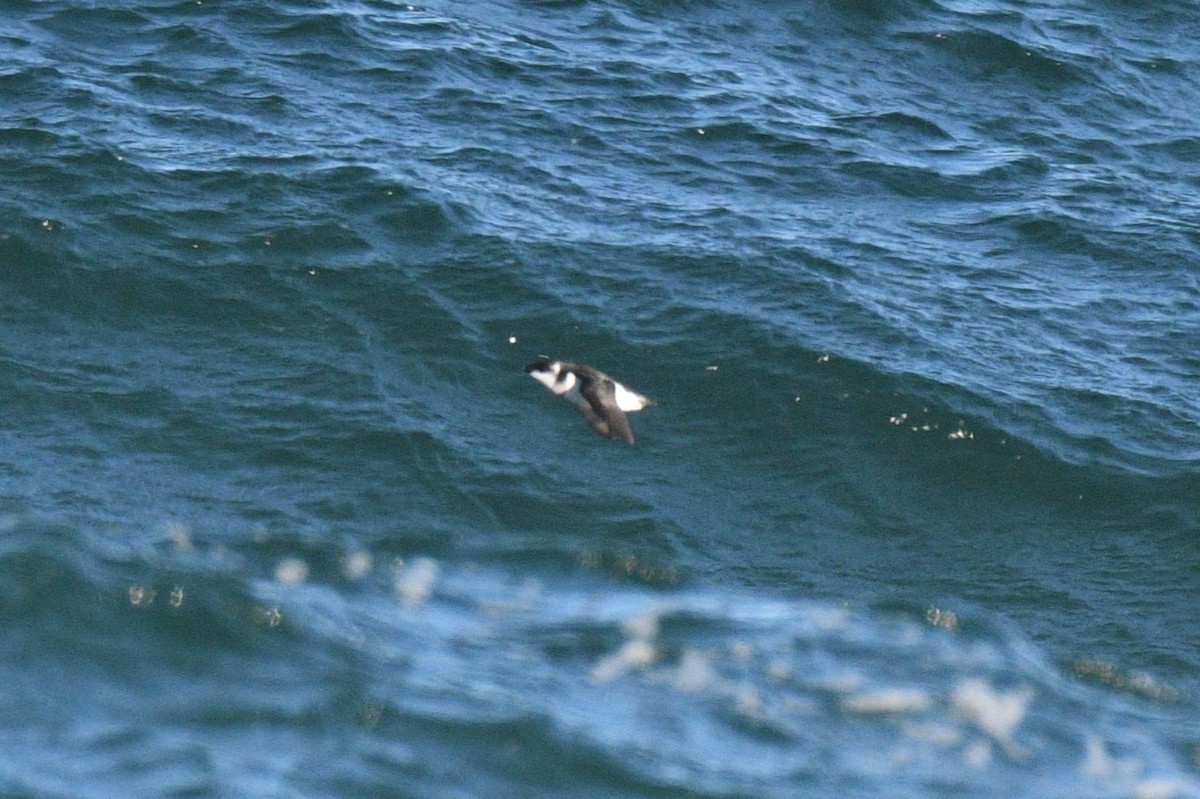 Dovekie - ML647267232