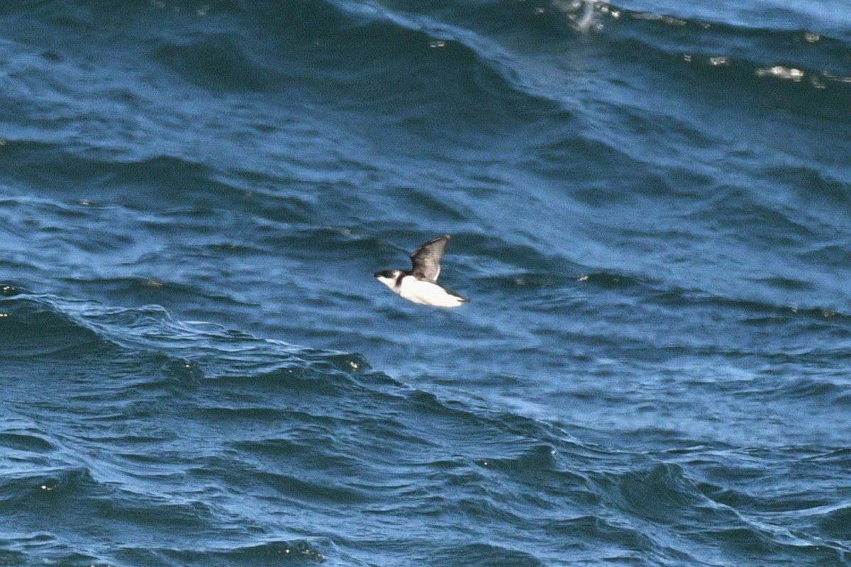 Dovekie - ML647267233