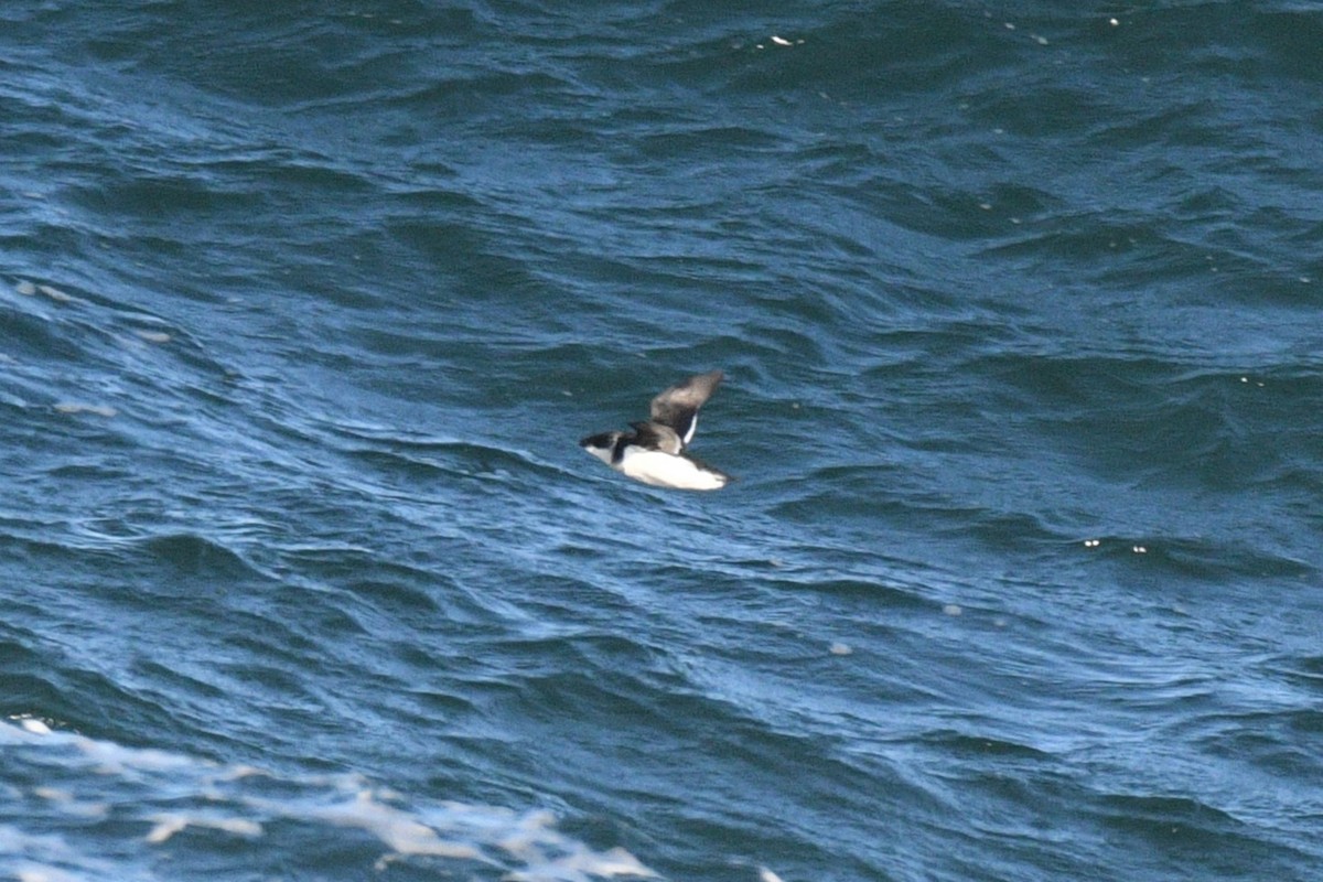 Dovekie - ML647267234