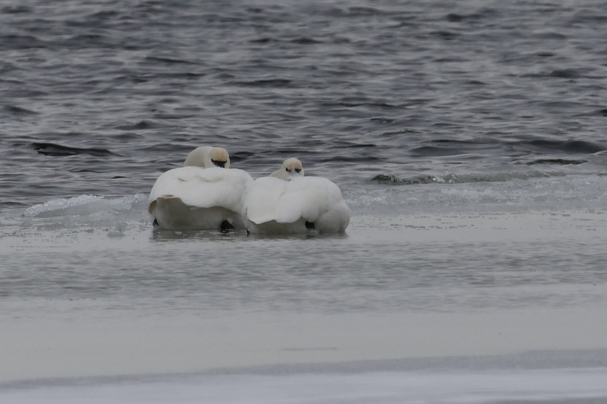 Гунгар хун - ML647267236