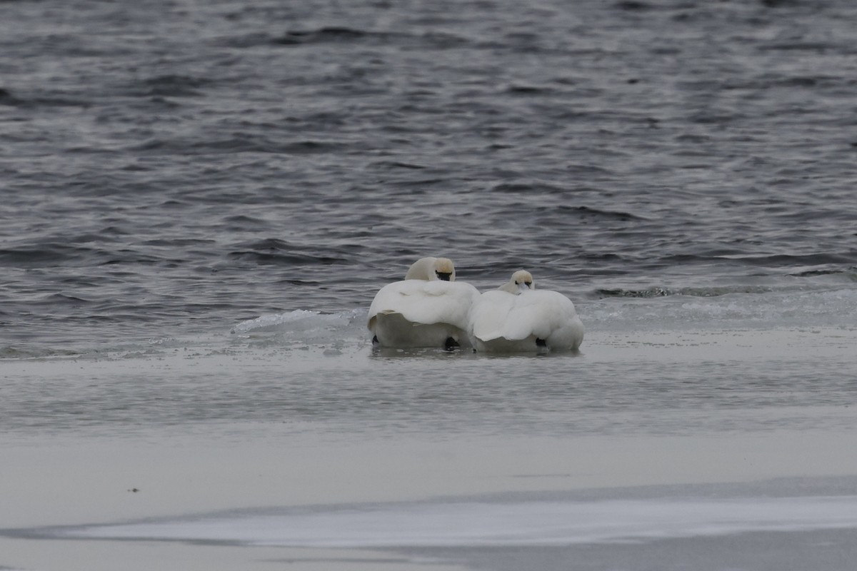 Гунгар хун - ML647267237