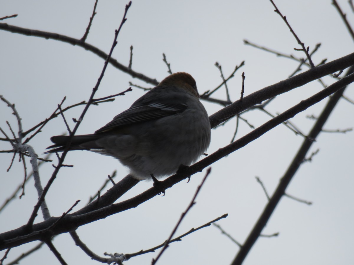 Pine Grosbeak - ML647267241
