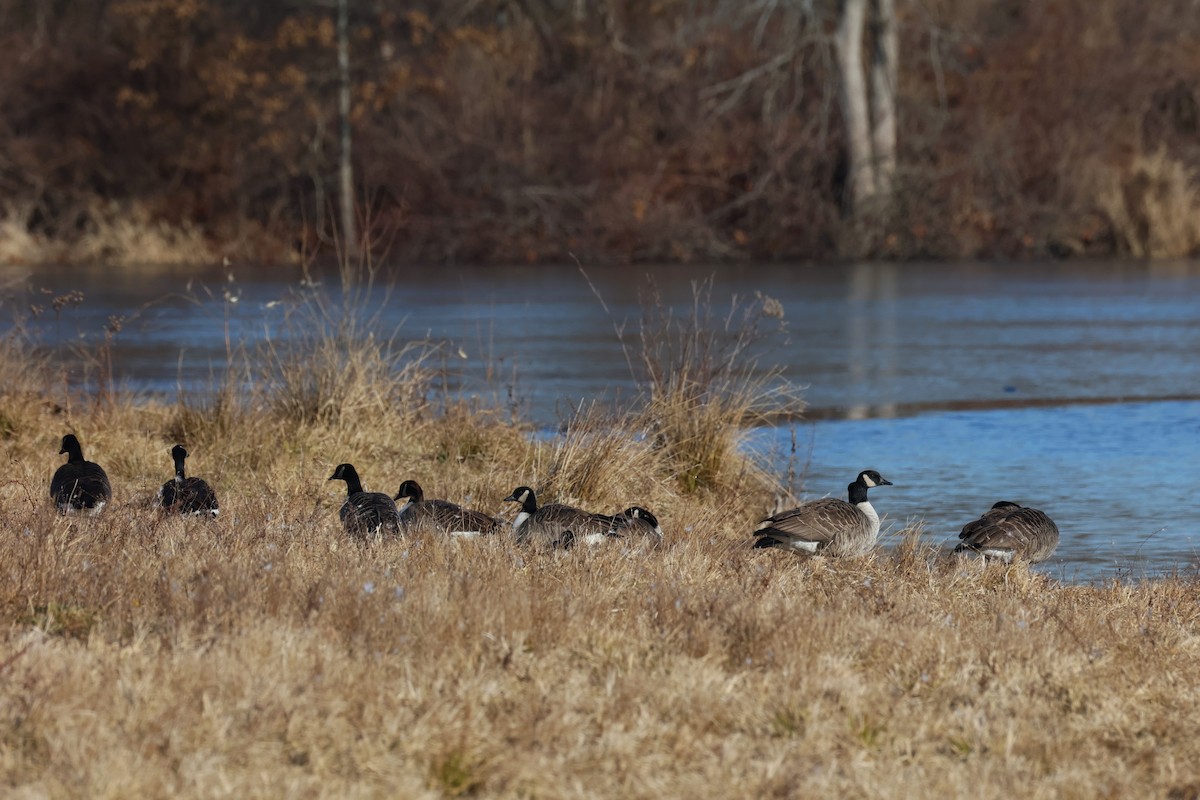 Canada Goose - ML647267242