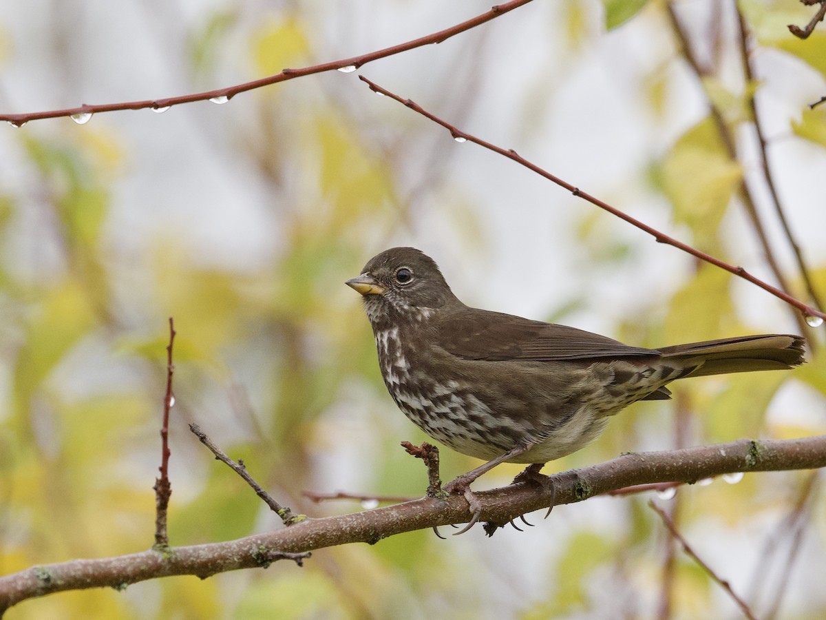 Fox Sparrow (Sooty) - ML647267244
