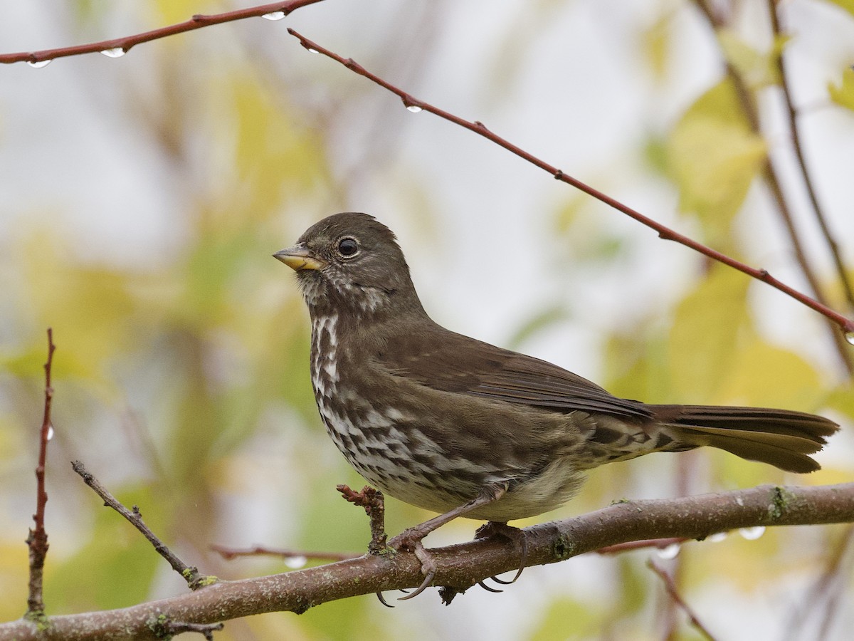 Fox Sparrow (Sooty) - ML647267250