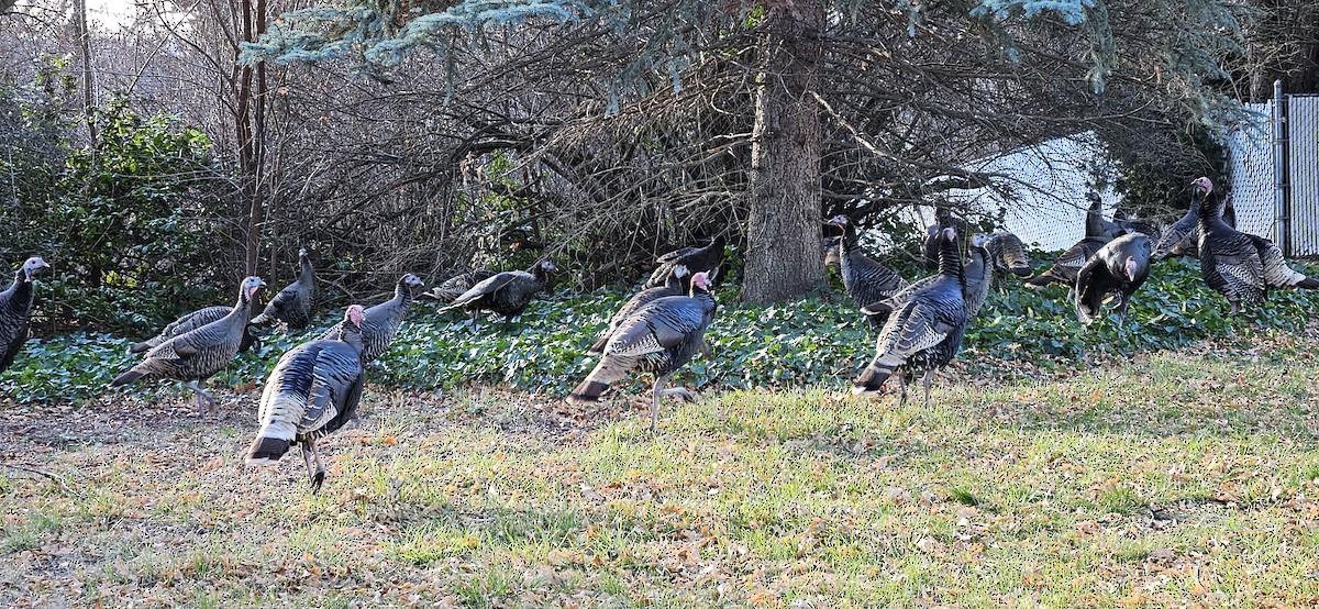 Wild Turkey - ML647267260