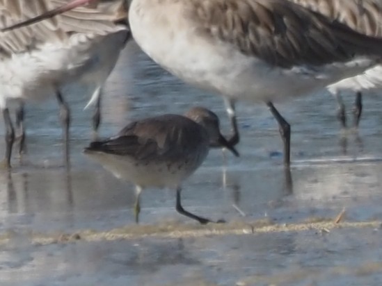 Bécasseau maubèche - ML647267261