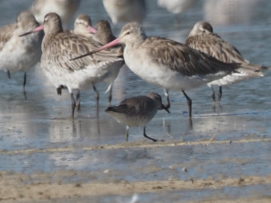 Bécasseau maubèche - ML647267262