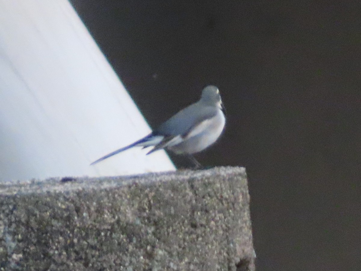 White Wagtail - ML647267275