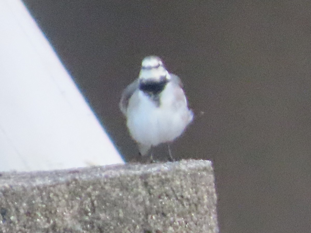 White Wagtail - ML647267276