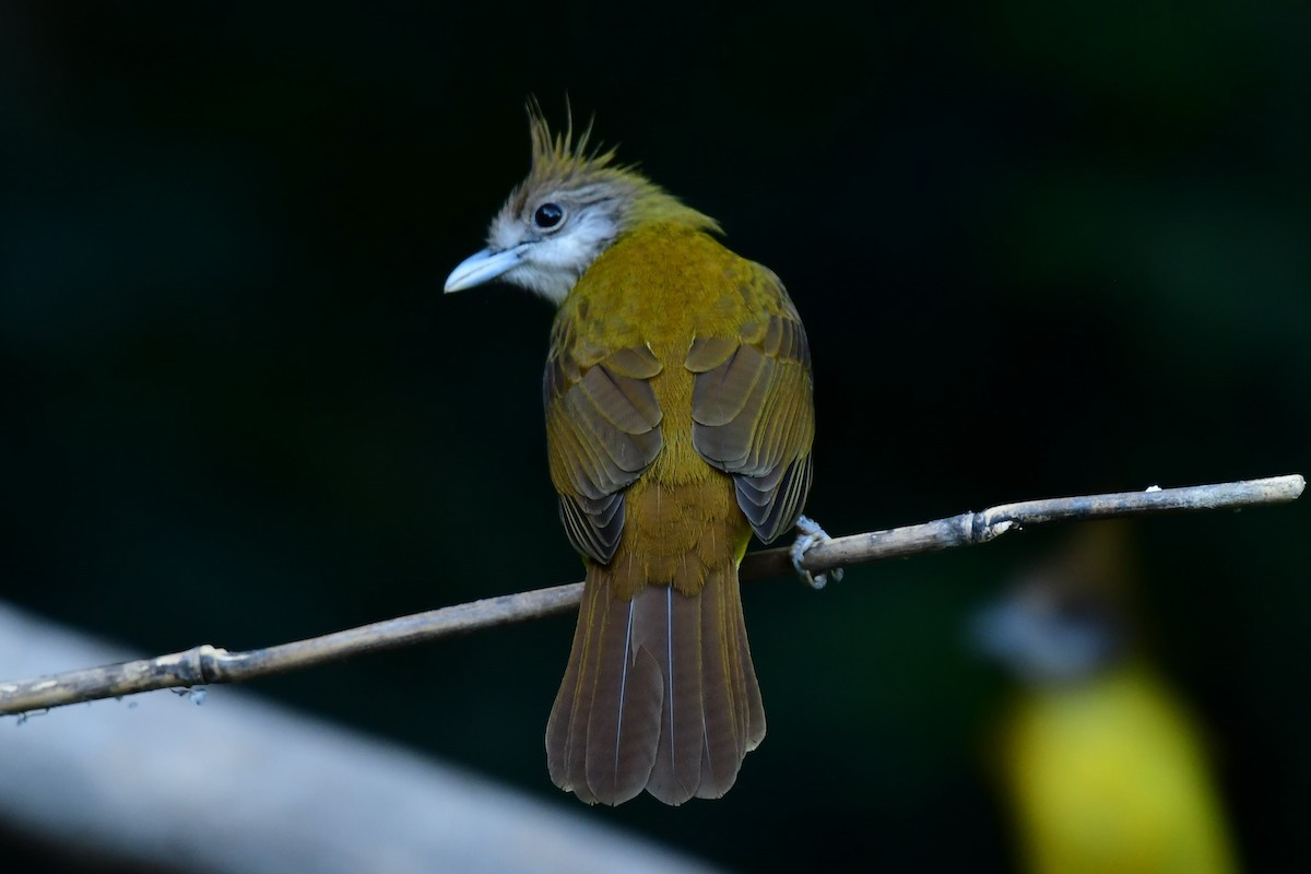 White-throated Bulbul - ML647267282
