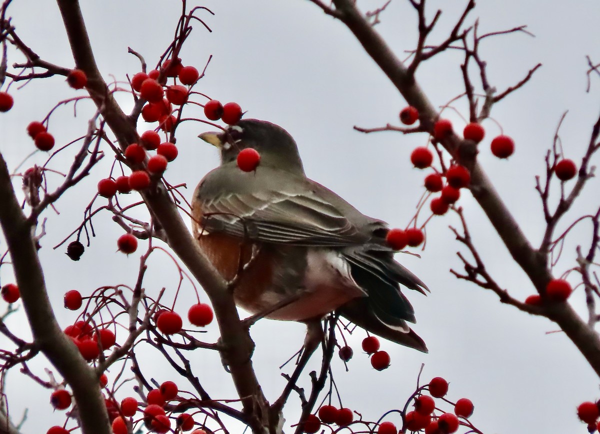 American Robin - ML647267285