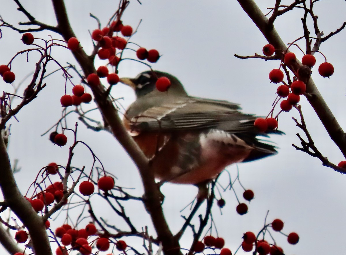 American Robin - ML647267292