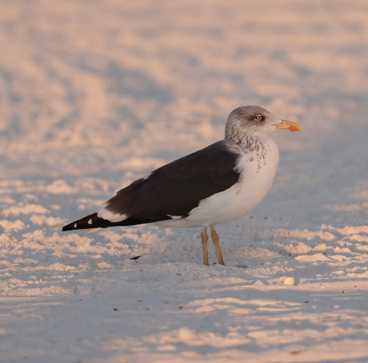 Lesser Black-backed Gull - ML647267296