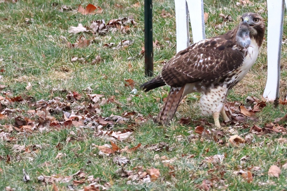 Red-tailed Hawk - ML647267308