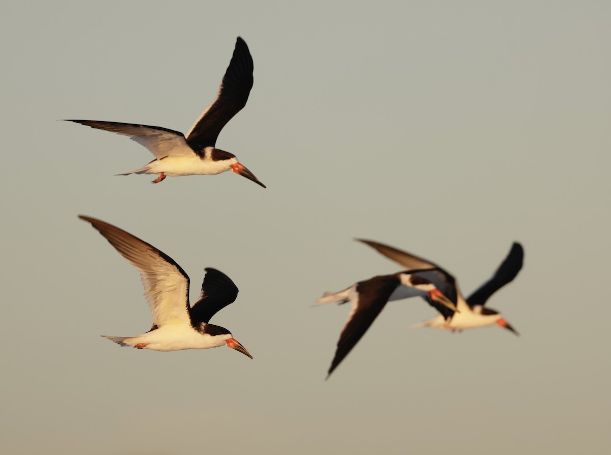 Black Skimmer - ML647267312