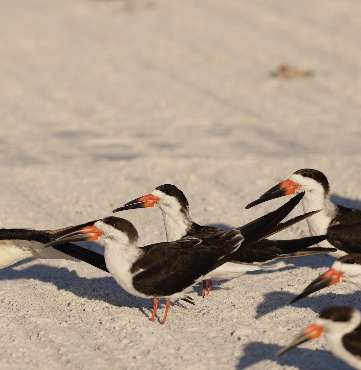 Black Skimmer - ML647267313