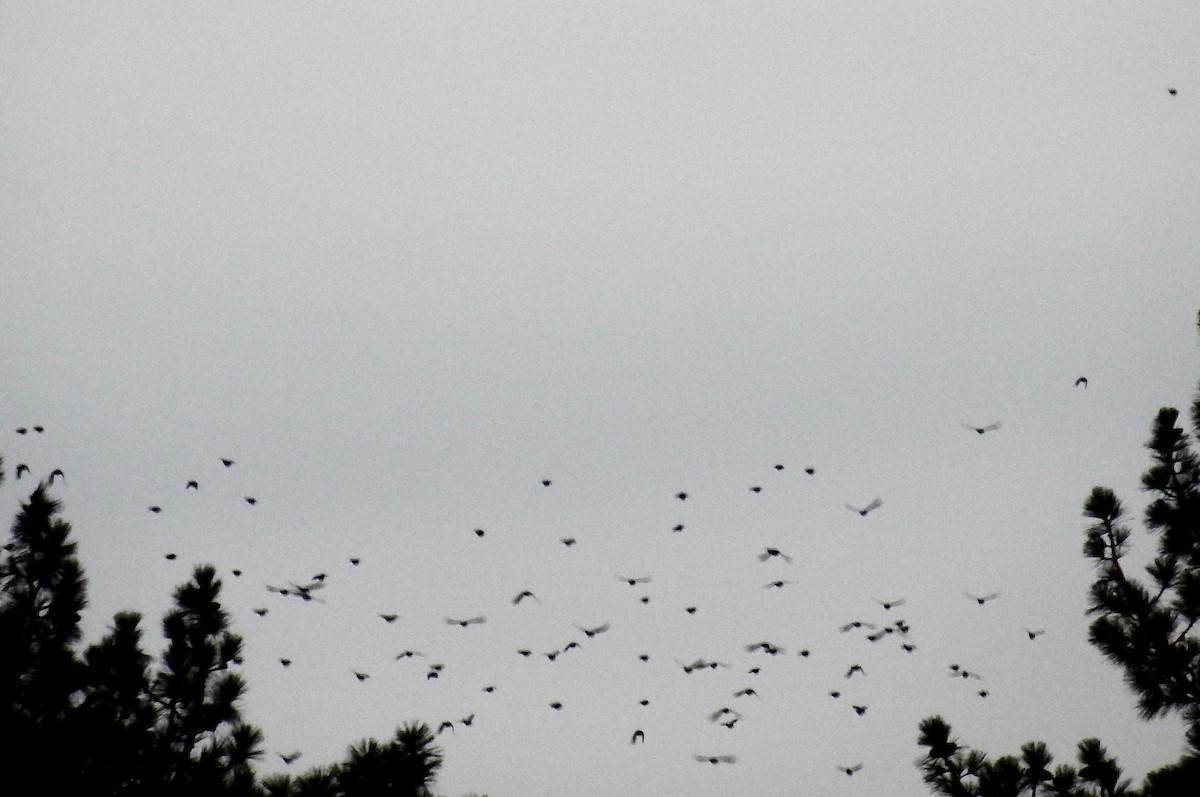 pinjeskrike - ML647267315