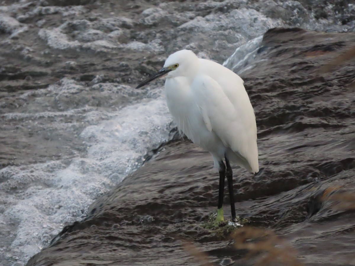 Little Egret - ML647267329