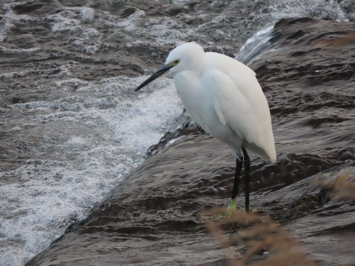 Little Egret - ML647267330