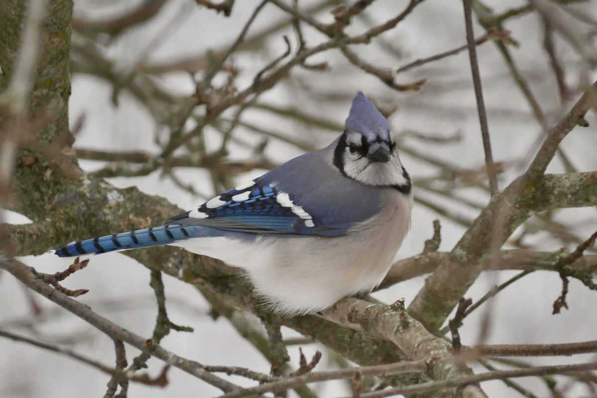 Blue Jay - ML647267332