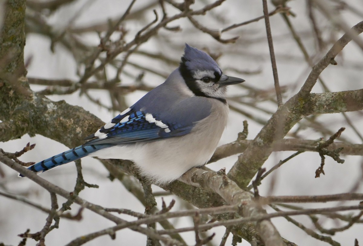 Blue Jay - ML647267333