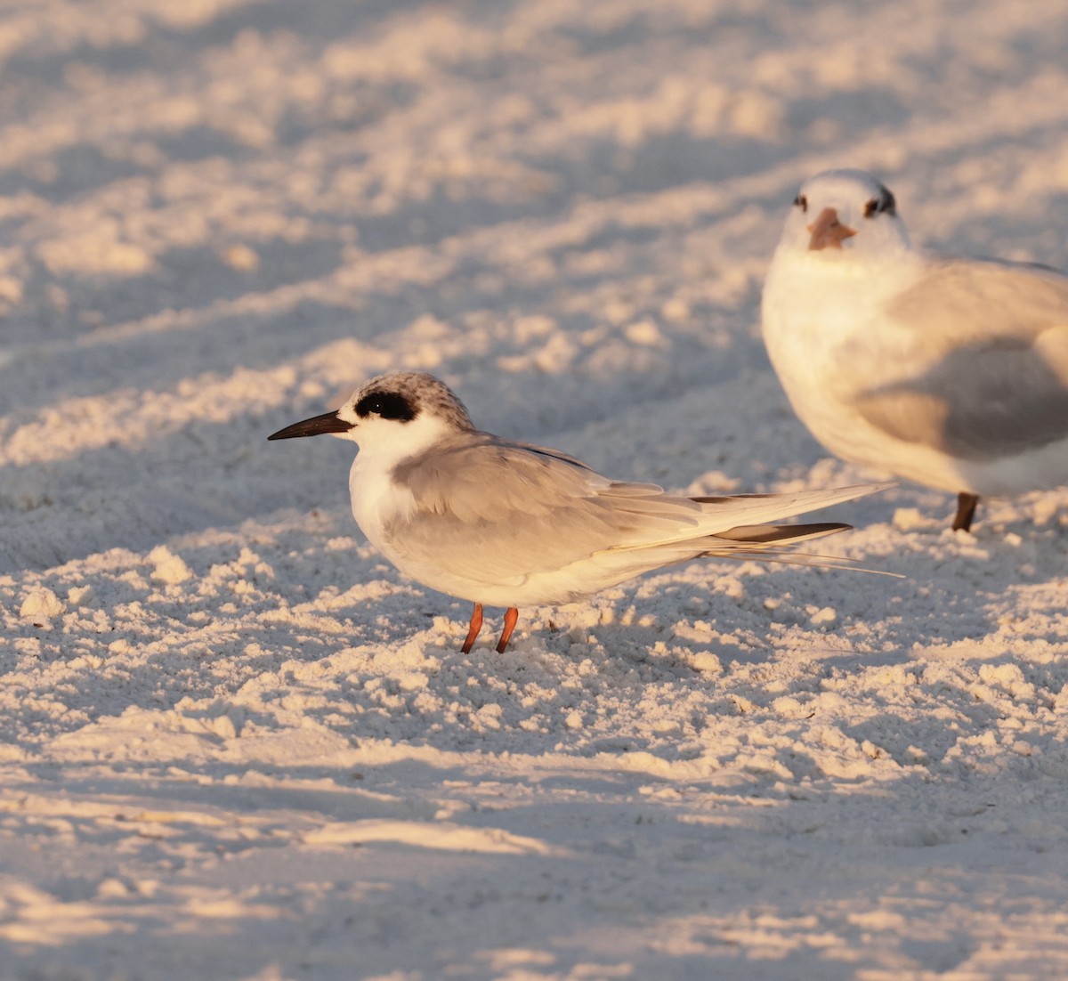 Forster's Tern - ML647267335