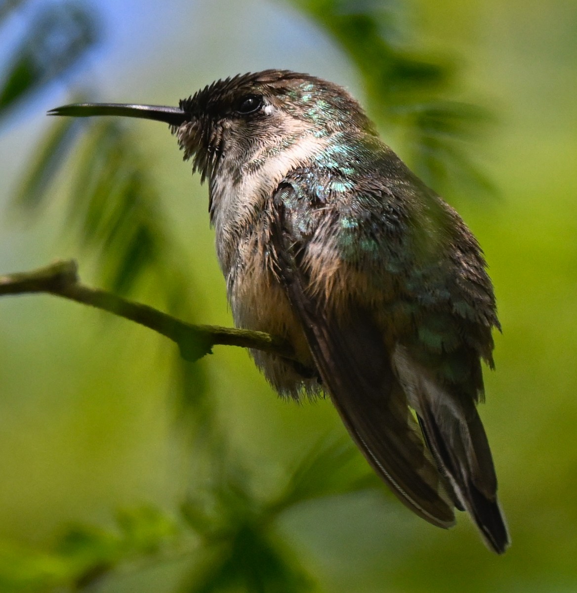 Purple-collared Woodstar - ML647267336